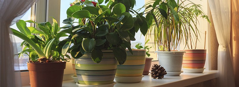 5 benefits of houseplants