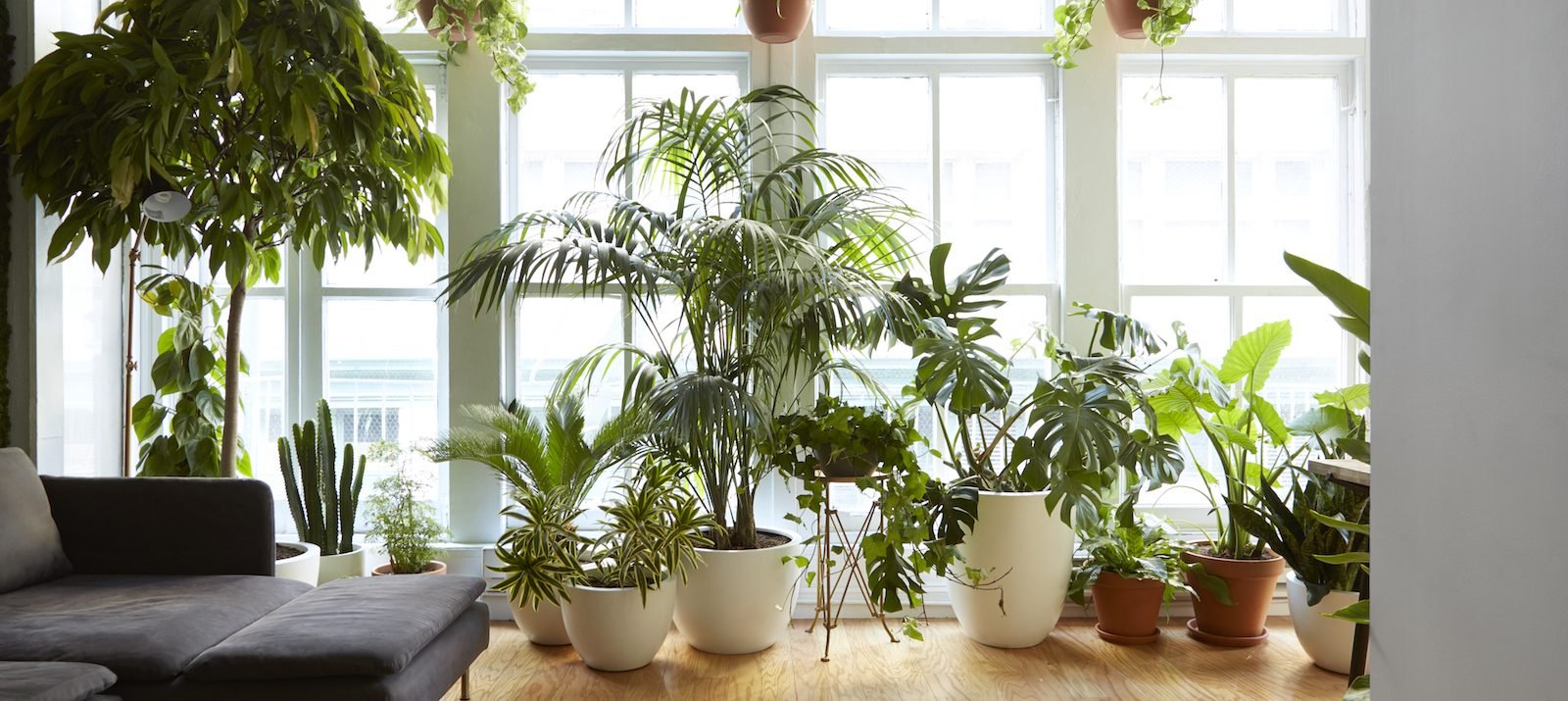 7-Houseplants-That-Will-Purify-Your-Air-And-Make-You-Happier-1600x715