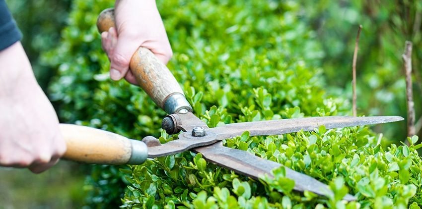 Landscape-Maintance-Trimming