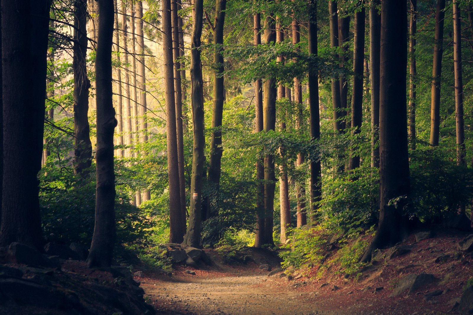 lukasz-szmigiel-jFCViYFYcus-unsplash-1