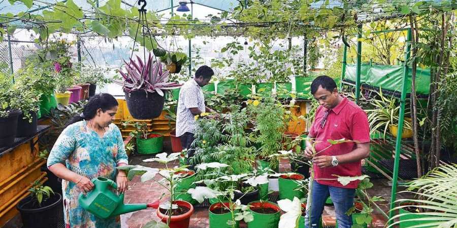 terrace_gardening-EPS